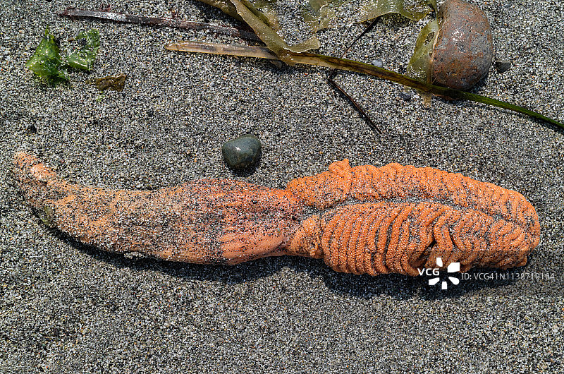 死海海参图片素材