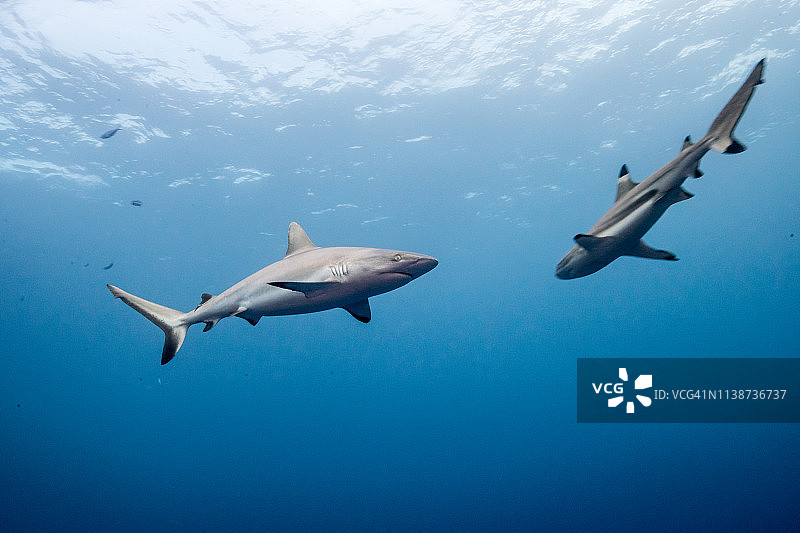 灰礁鲨与黑鳍礁鲨相遇图片素材
