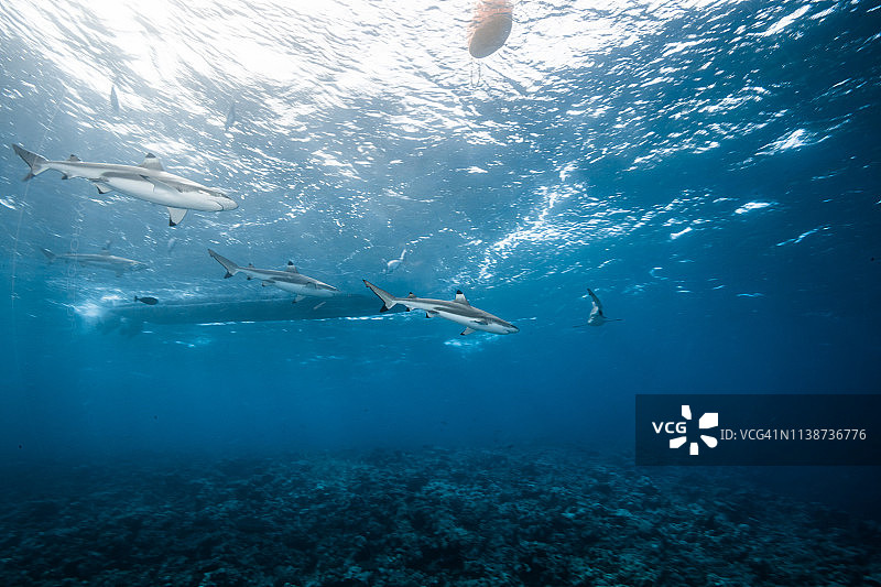 在波纹背景下，潜水船旁边的黑鳍礁鲨图片素材