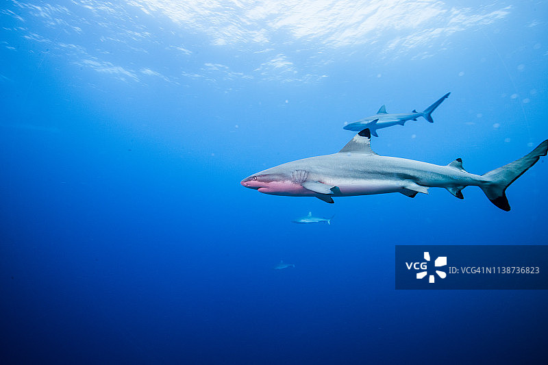 在波纹背景中游泳的黑鳍礁鲨图片素材