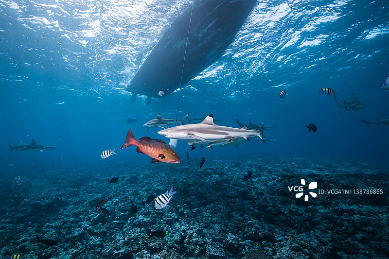 潜水船下的黑鳍礁鲨图片素材