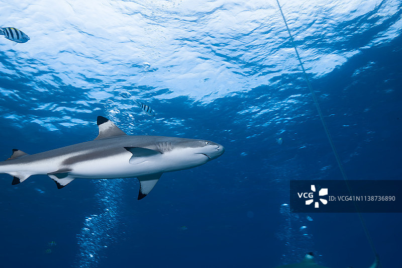 黑鳍礁鲨在波纹背景中游泳图片素材