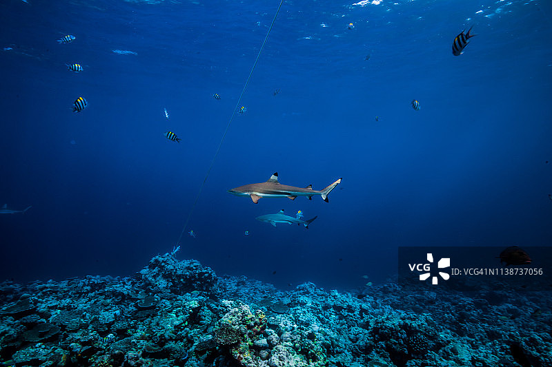 黑鳍礁鲨在蓝色海水中游泳图片素材