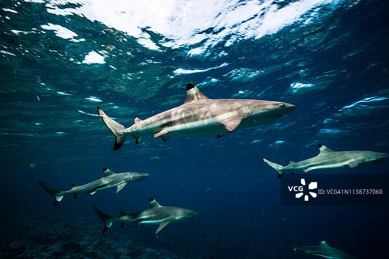 黑鳍鲨在水面附近快速游动图片素材