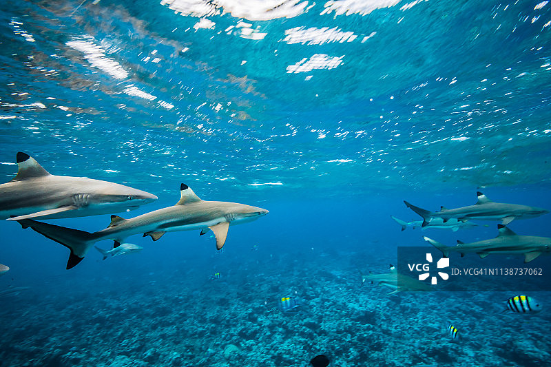 近水面处游动的黑鳍鲨群图片素材