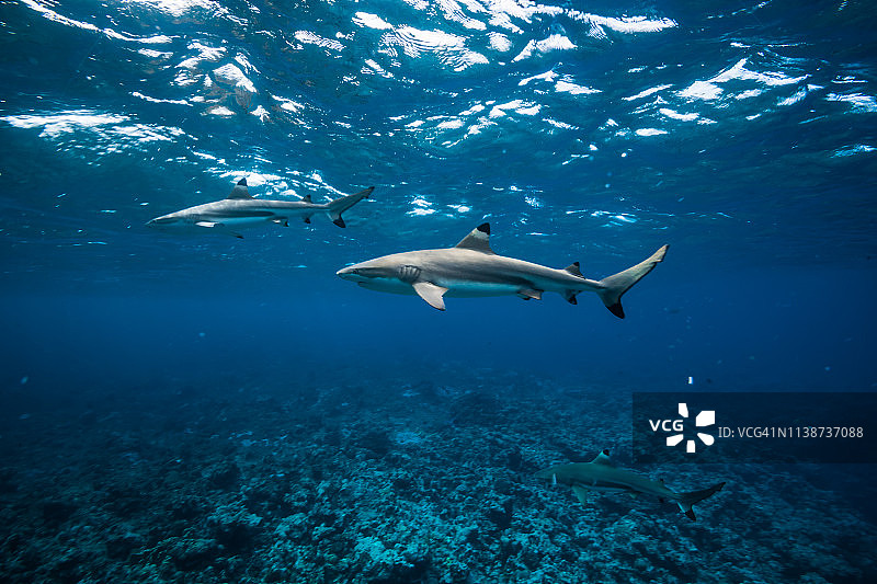 在明亮水面附近游泳的黑鳍鲨图片素材