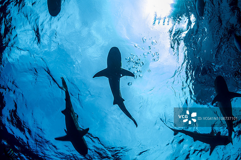 接近水面游动的鲨鱼群（剪影）图片素材