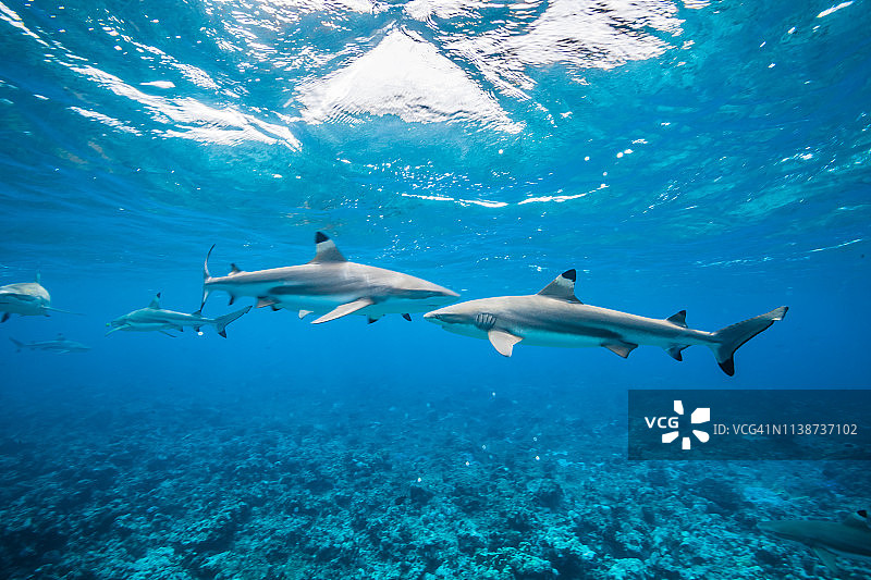 在明亮水面附近游泳的黑鳍鲨图片素材