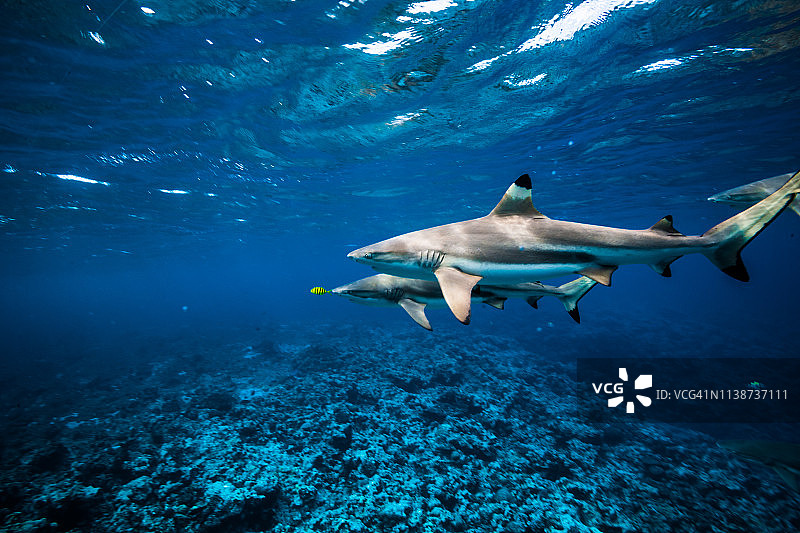 黑鳍鲨追逐水面附近的黄色领航鱼，鲨鱼背部的波纹图案非常漂亮图片素材