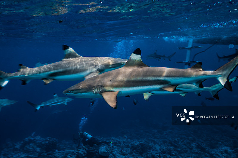黑鳍鲨在水面附近游动，鲨鱼背部的波纹图案非常漂亮图片素材
