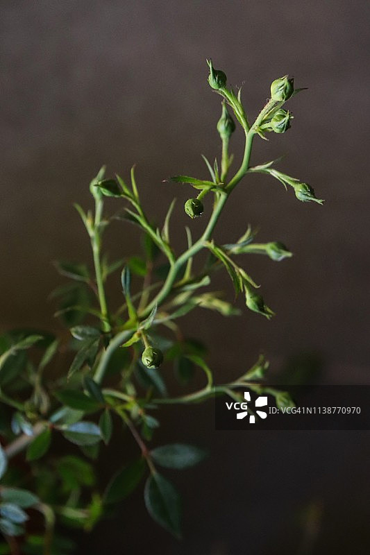 家庭花园里的玫瑰花蕾图片素材