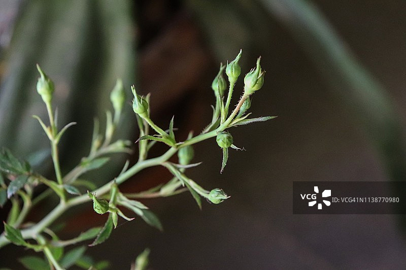 家庭花园里的玫瑰花蕾图片素材