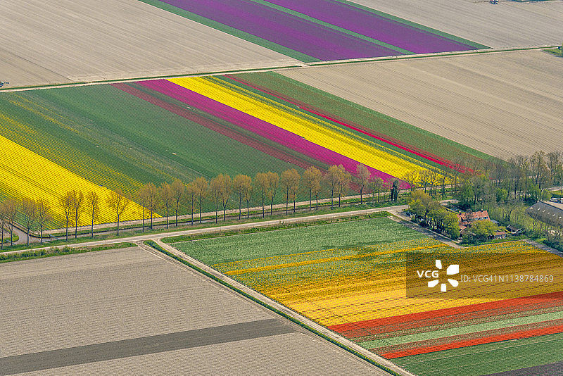 荷兰春天郁金香花田鸟瞰图片素材