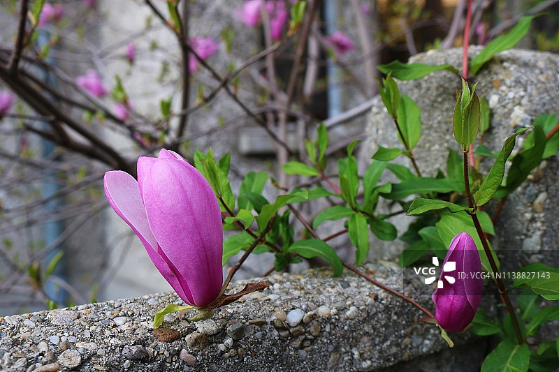 玉兰花枝图片素材