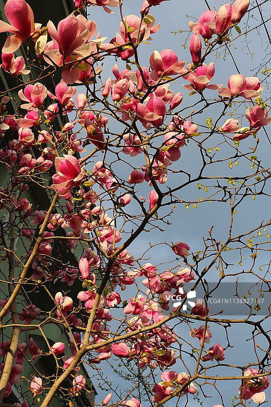 木兰树图片素材