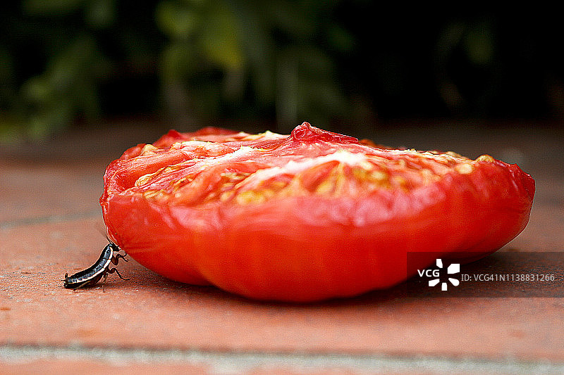 小虫子推动半个番茄图片素材