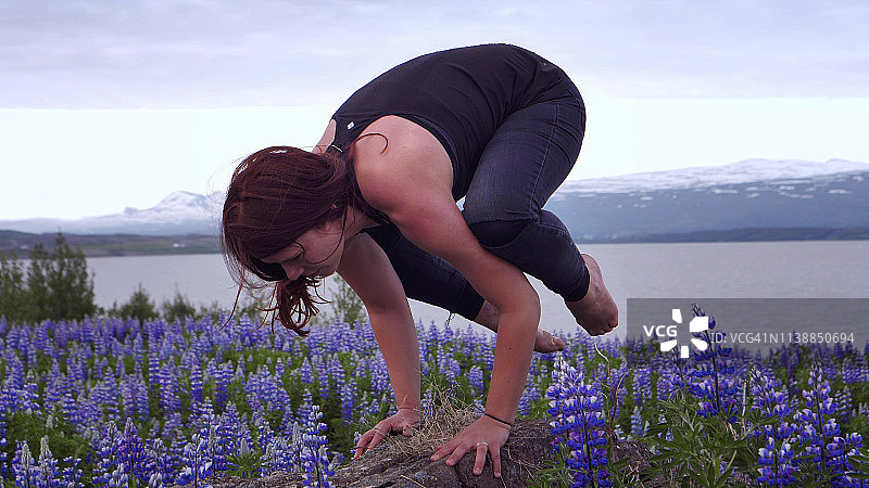 乌鸦站在开满羽扇豆的草地上图片素材