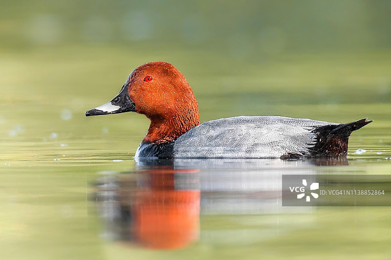 普通红头潜鸭（Aythya ferina）雄鸭，生活在湖泊和池塘中的美丽鸟类，捷克共和国布拉格图片素材