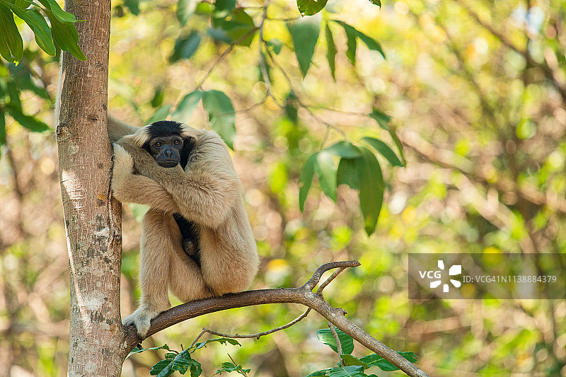戴帽长臂猿（雌性）图片素材