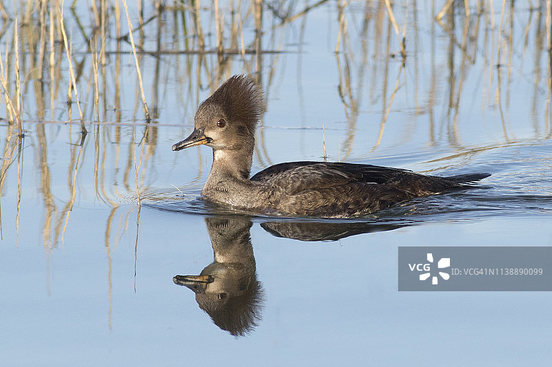 带有倒影的雌性凤头潜鸭图片素材