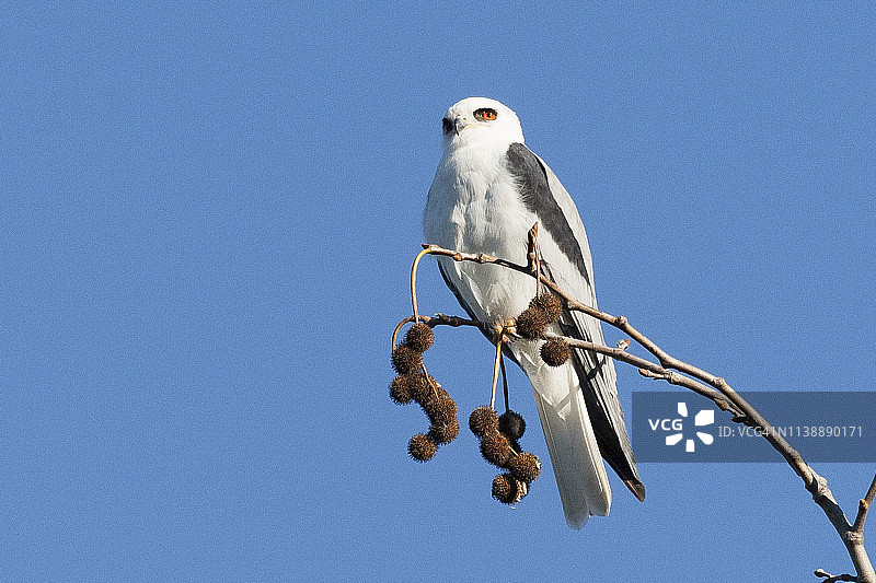 白尾鸢图片素材