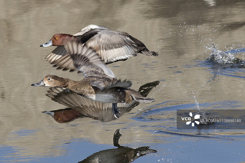 一对起飞的红头鸭图片素材