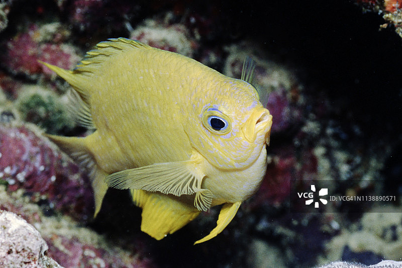 金色豆娘图片素材