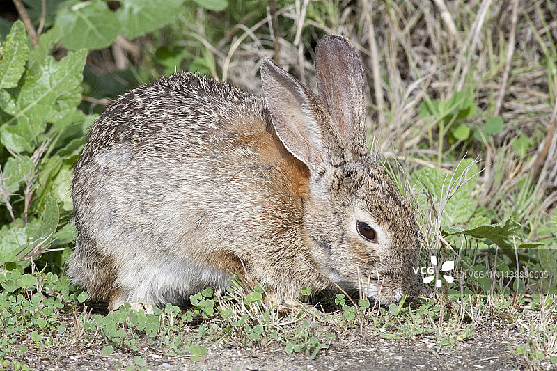 白尾兔进食图片素材