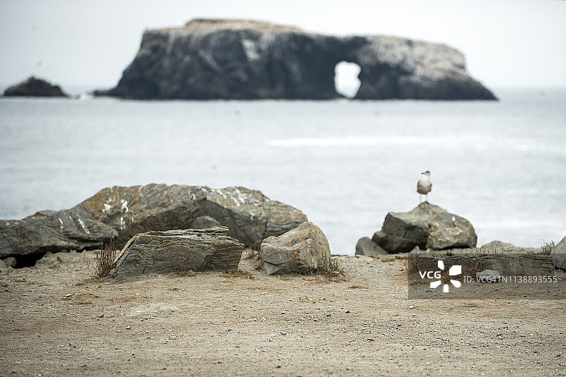 索诺玛海岸州立公园的珍纳山羊岩和山羊岩海滩，加利福尼亚州图片素材