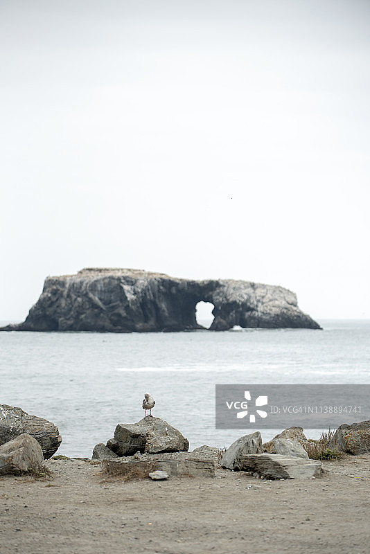 索诺玛海岸州立公园的珍纳山羊岩和山羊岩海滩，加利福尼亚州图片素材
