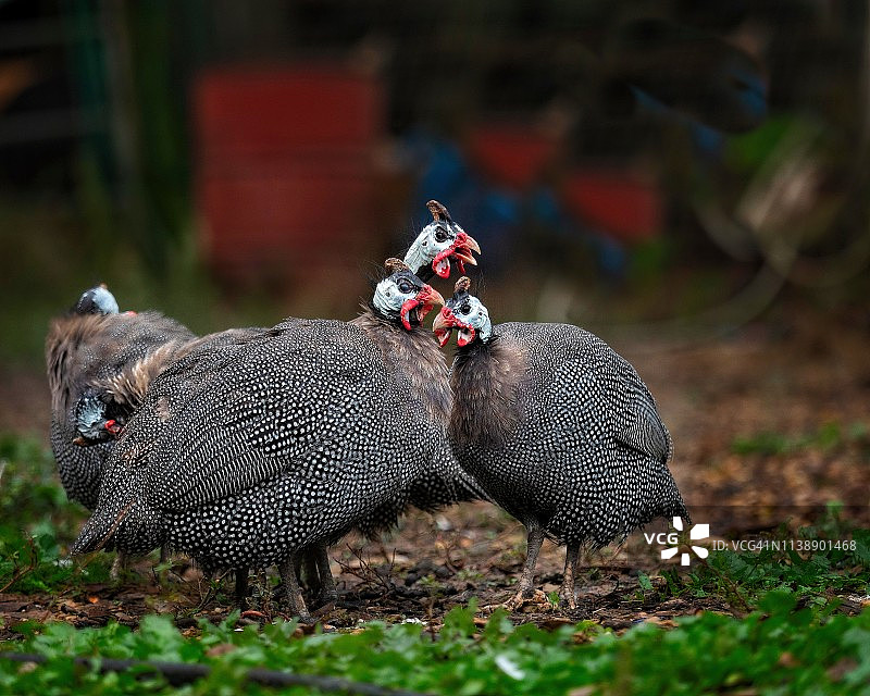 家养珍珠鸡图片素材