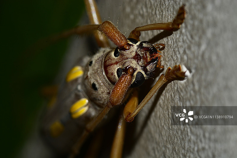 萤火虫图片素材