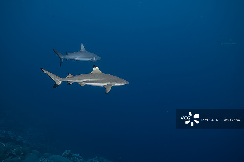 黑鳍鲨和灰礁鲨在蓝色海水中游动图片素材