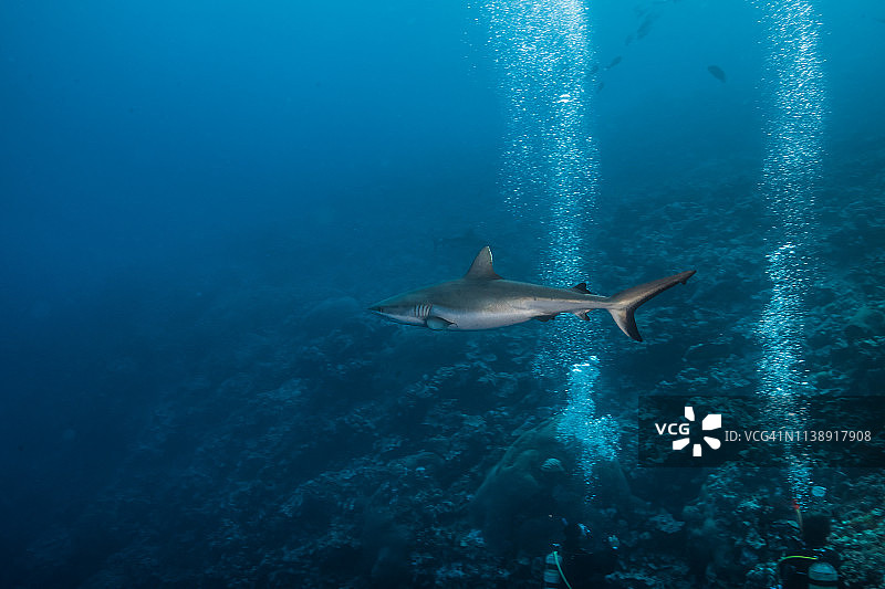 在蓝色海水中游动的灰礁鲨图片素材