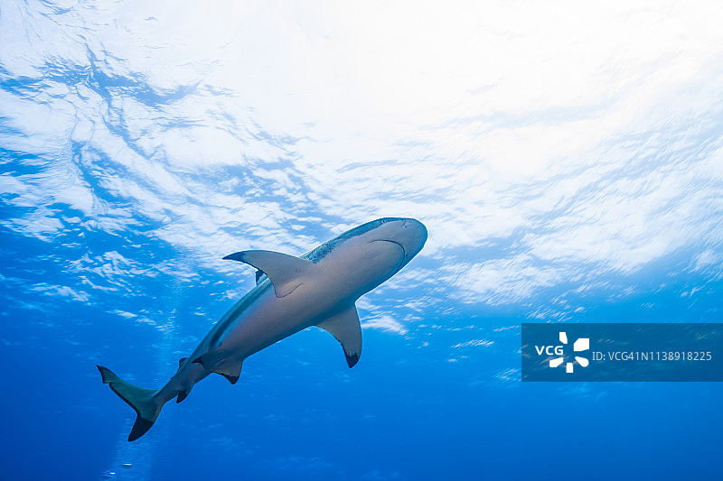 逆着水面游动的黑鳍礁鲨图片素材
