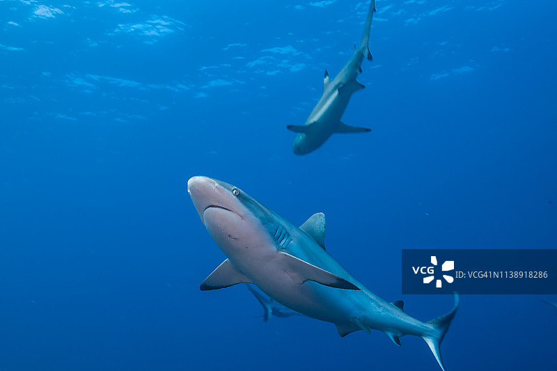 在蓝色海水中游动的灰礁鲨图片素材