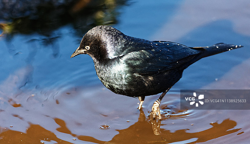 向下看的比氏鸻图片素材