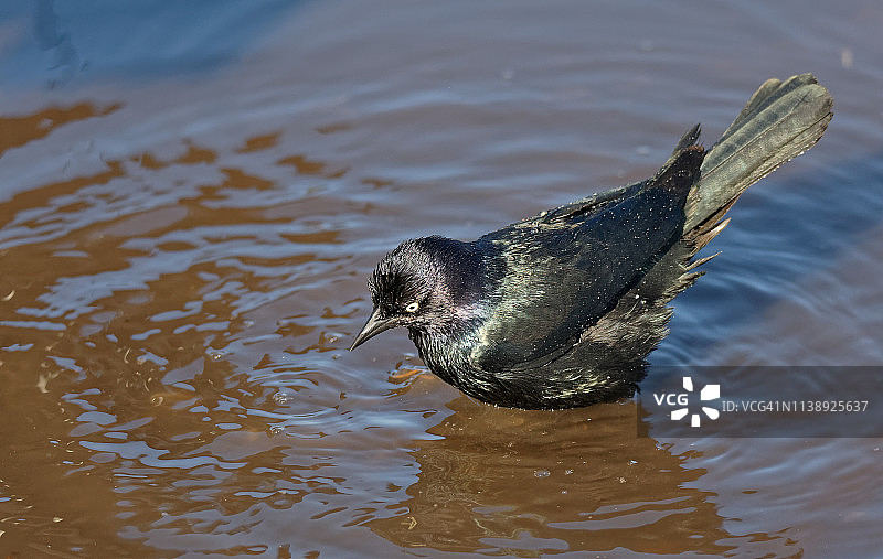 水坑中的比氏鸻图片素材