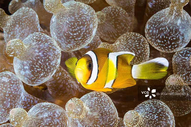 气泡海葵中的海葵鱼图片素材