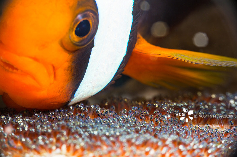小丑鱼和鱼卵图片素材