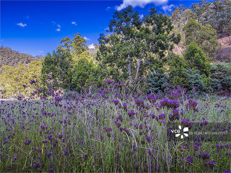 澳大利亚新南威尔士州雪山草甸上的夏季野花图片素材