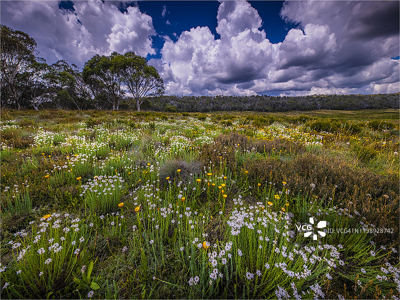 澳大利亚新南威尔士州雪山草甸上的夏季野花图片素材