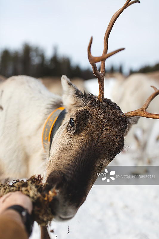 芬兰-拉普兰-驯鹿图片素材
