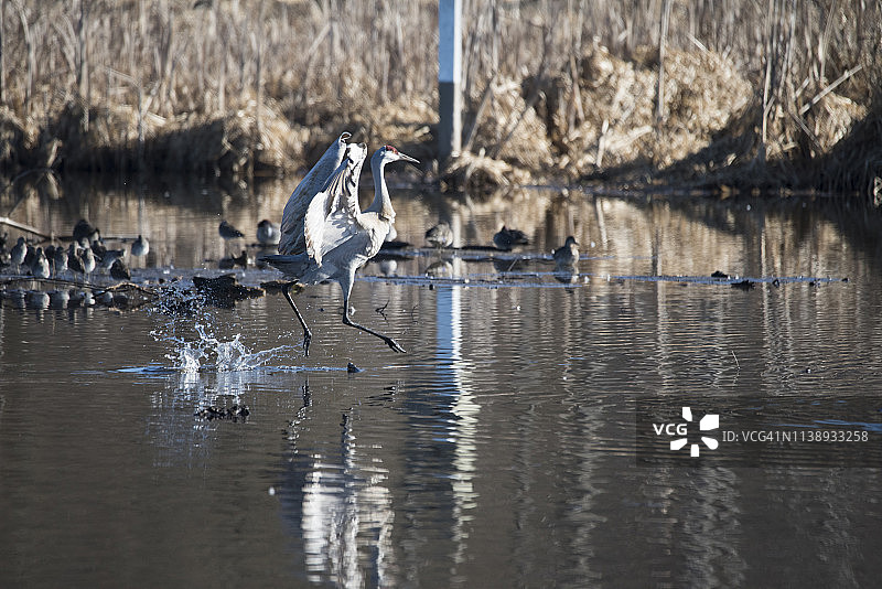 灰鹤在湖上降落图片素材