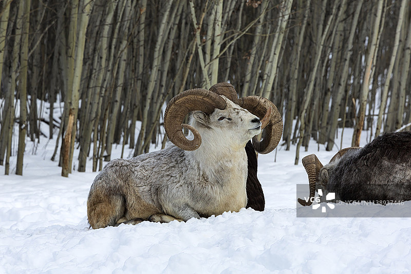 冬季雪地里的达尔羊图片素材