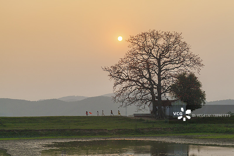 童年回忆：越南北部三角洲的木棉树下玩耍的孩子们图片素材