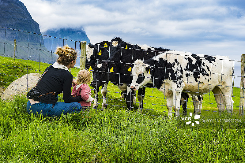 丹麦法罗群岛维斗岛母女与牛图片素材