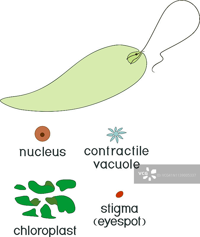 教育游戏：拼贴画形式的眼虫组件组装图片素材