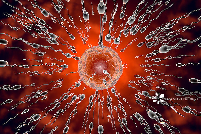 精子与卵子结合的3D渲染插图图片素材