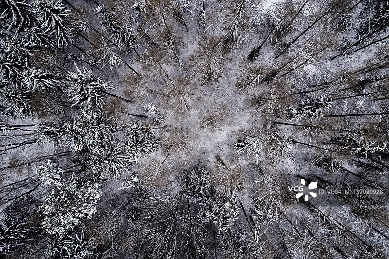 奥地利维也纳森林12月雪景森林鸟瞰图片素材